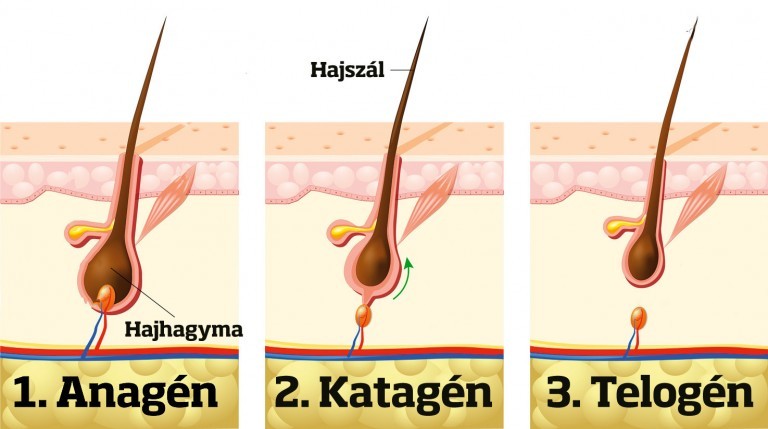 A haj &eacute;lettartama